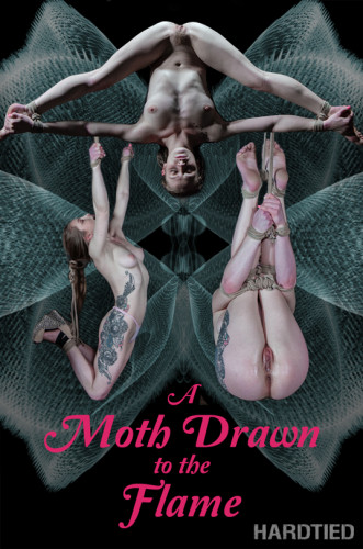 A Moth Drawn To The Flame cover